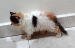 Cheri - Persian Cat