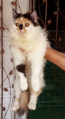 Cheri - Persian Cat