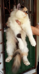 Cheri - Persian Cat