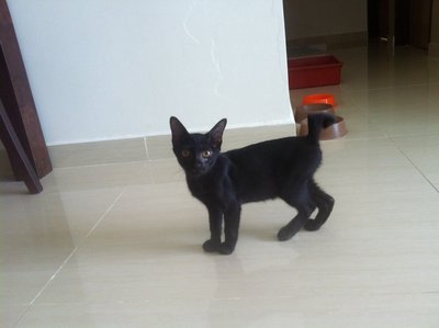 Assassin (Pls Read Description) - Domestic Short Hair Cat