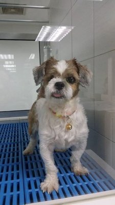 Todo - Shih Tzu Dog