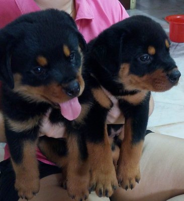 Imported Rottweiler Puppies - Rottweiler Dog