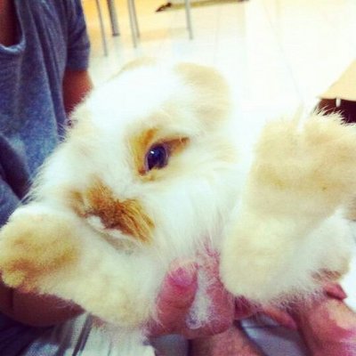 Chi  - English Lop + Angora Rabbit Rabbit