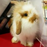 Chi  - English Lop + Angora Rabbit Rabbit