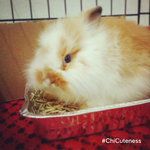 Chi  - English Lop + Angora Rabbit Rabbit