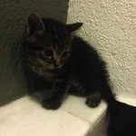 Roof Kittens - Domestic Medium Hair + Domestic Short Hair Cat