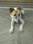 Fafar - Spayed - Mixed Breed Dog