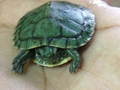 Squirtle - Turtle Reptile