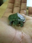 Squirtle - Turtle Reptile