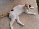 Muezza - Domestic Short Hair Cat