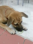 She luv celery , manggo and orange