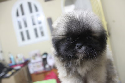 Super Thick Coat Mini Pekingese - Pekingese Dog