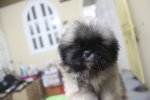 Super Thick Coat Mini Pekingese - Pekingese Dog