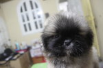 Super Thick Coat Mini Pekingese - Pekingese Dog