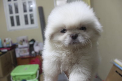 Pure White Mini Pekingese - Pekingese Dog