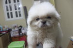 Pure White Mini Pekingese - Pekingese Dog