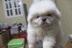 Pure White Mini Pekingese - Pekingese Dog