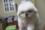 Pure White Mini Pekingese - Pekingese Dog