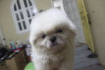 Pure White Mini Pekingese - Pekingese Dog