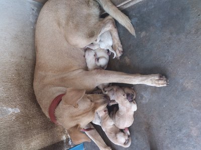 Milk, Caramel, Latte, Milo, Coco - Mixed Breed Dog