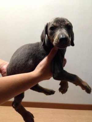 Blue Doberman With Mka - Doberman Pinscher Dog