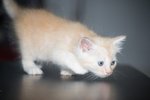 Guess - Siamese + Turkish Angora Cat