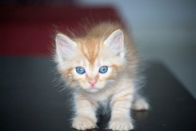 Joop - Siamese + Turkish Angora Cat