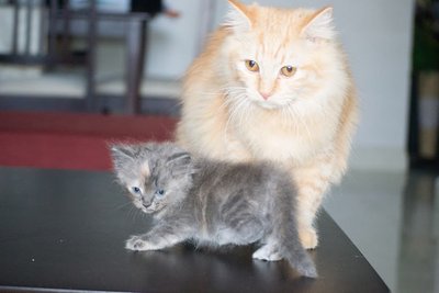 Halle - Siamese + Turkish Angora Cat