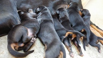 Doberman - Doberman Pinscher Dog