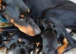 Doberman - Doberman Pinscher Dog