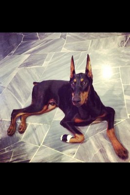 PF60518 - Doberman Pinscher Dog