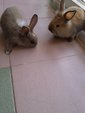 Ace And Hopper - Angora Rabbit Rabbit