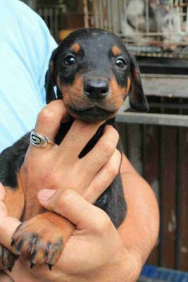 Doberman 4/9 - Doberman Pinscher Dog