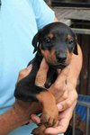 Doberman 4/9 - Doberman Pinscher Dog