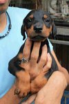 Doberman 4/9 - Doberman Pinscher Dog