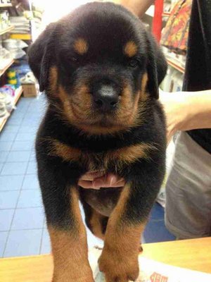 Rottweiler 4/9 - Rottweiler Dog