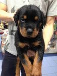 Rottweiler 4/9 - Rottweiler Dog