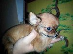 Chihuahua 5/9 - Chihuahua Dog