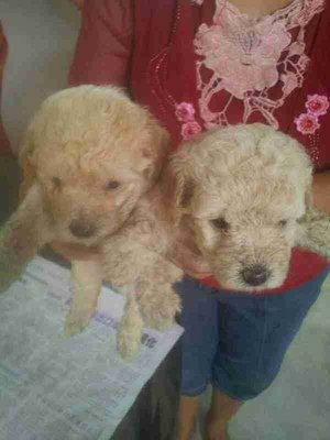 Toy Poodle 5/9 - Poodle Dog