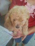 Toy Poodle 5/9 - Poodle Dog