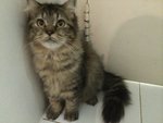 Persian Kitten / Cat - Persian Cat