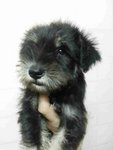 Schnauzer 6/9 - Schnauzer Dog