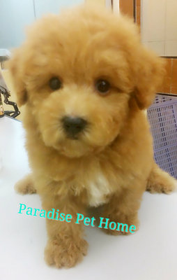 Toy Poodle (Brown) - Poodle Dog