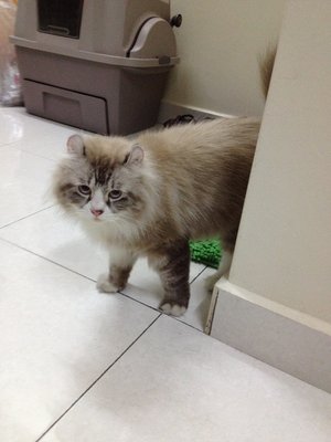 Nunez - American Curl + Persian Cat