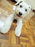 Samson - Schnauzer Dog