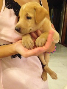 PF60556 - Golden Retriever + Labrador Retriever Dog