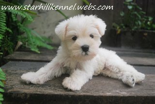 Taiwan Line White Schnauzer Pup W1 - Schnauzer Dog