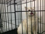 Blossom (Abandoned Persian) - Persian Cat