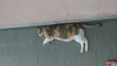 Mimichan - Calico Cat