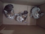 Bella &amp; Kids - Domestic Short Hair Cat